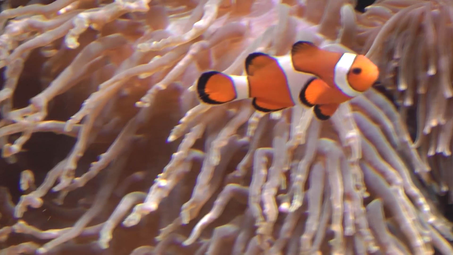 Die Karibik zu Besuch