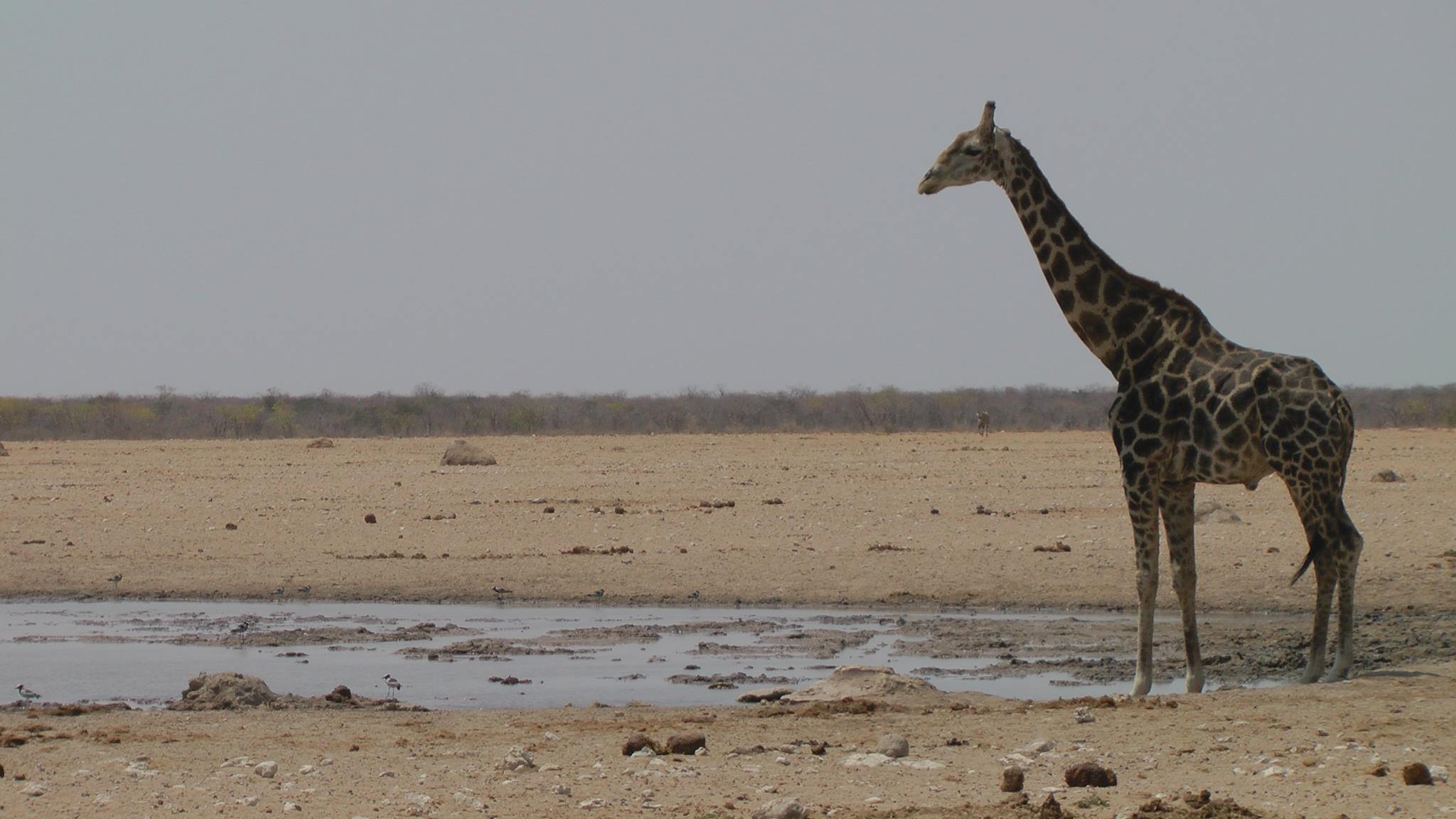 Wenn es kommt, dann alles auf einmal